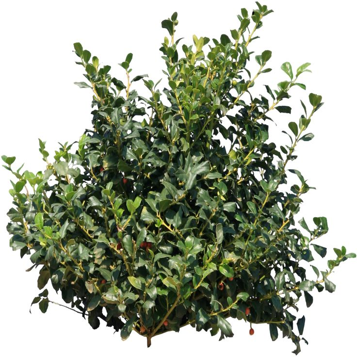 Бирючина снежноягодник