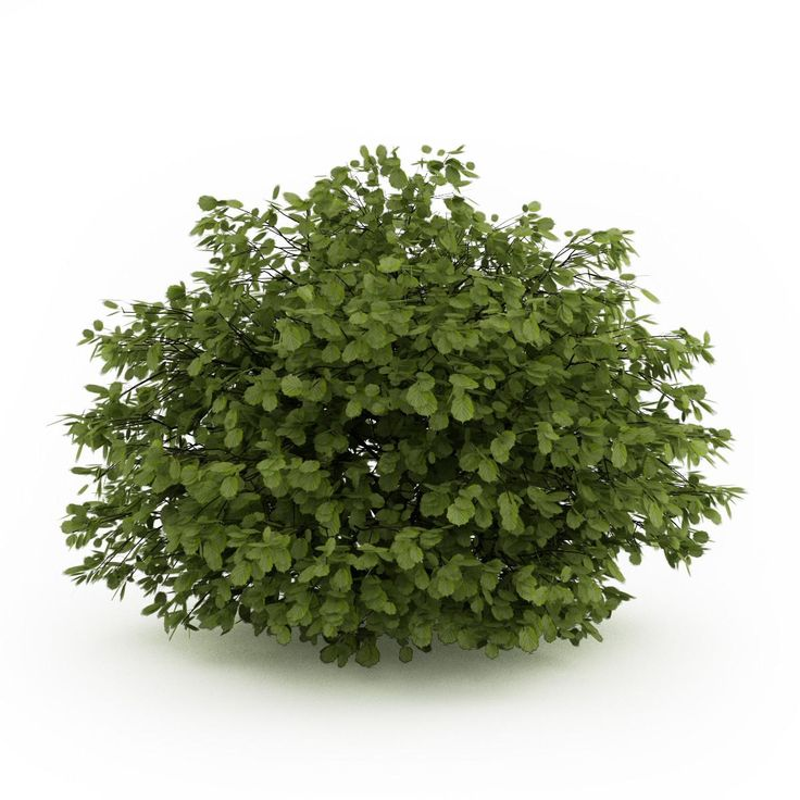 Пузыреплодник 3d