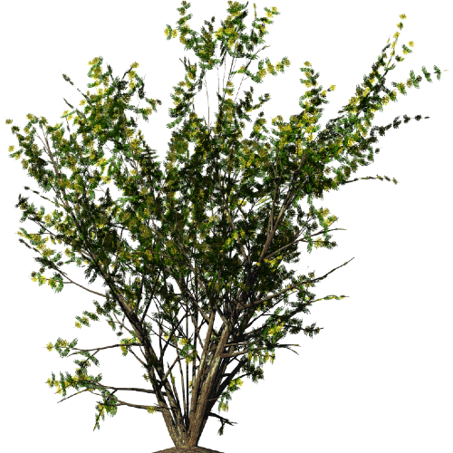 Куща деревьев