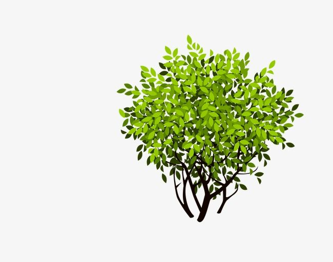 Кустарник на белом фоне
