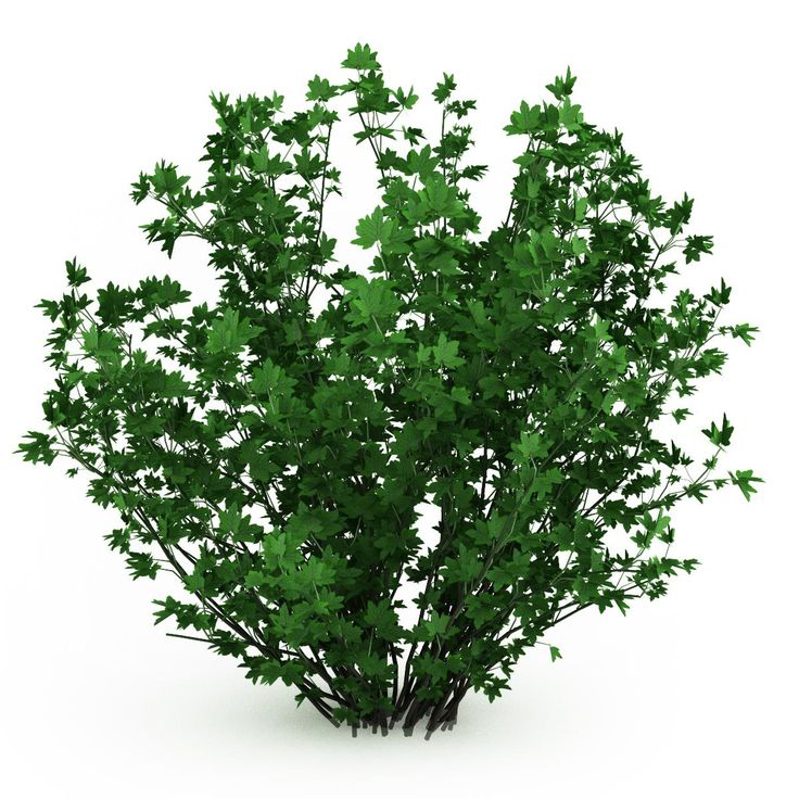 Куст без фона