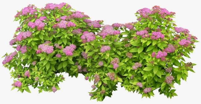 Спирея Руберима