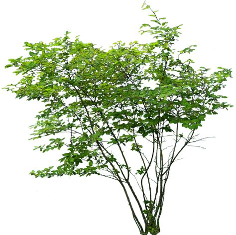 Спирея куст