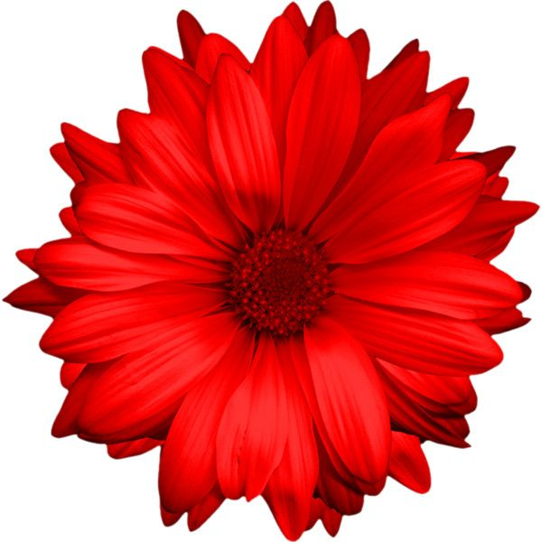 Цветы на белом фоне