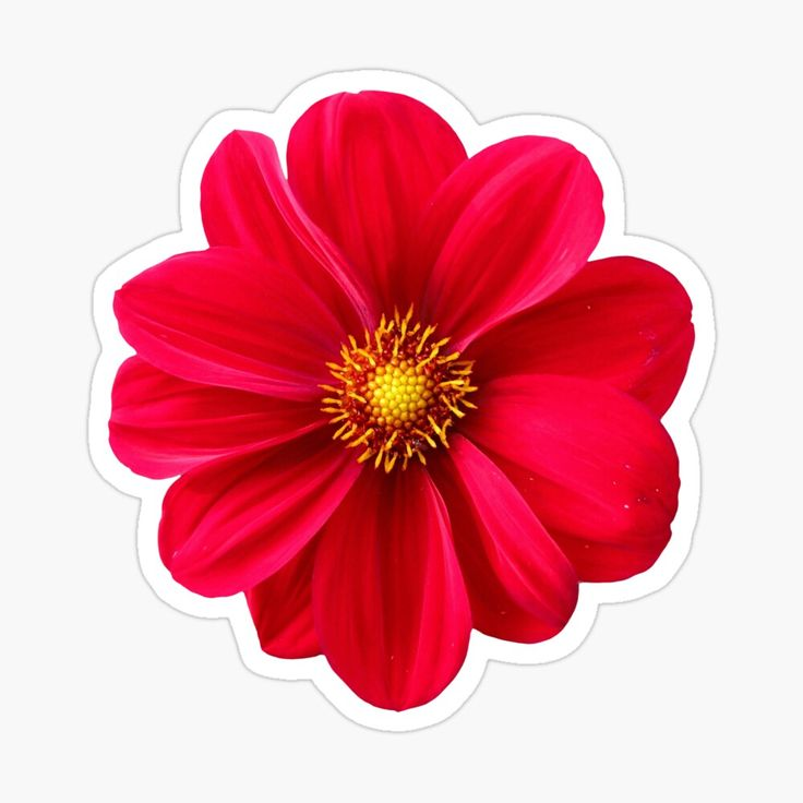 Цветочки на прозрачном фоне