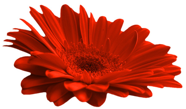 Красный цветок