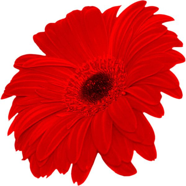 Цветочки на прозрачном фоне