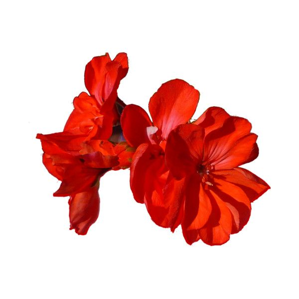 Цветы без фона