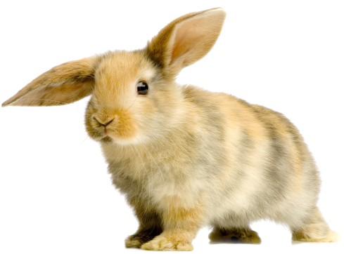 Кролик на белом фоне