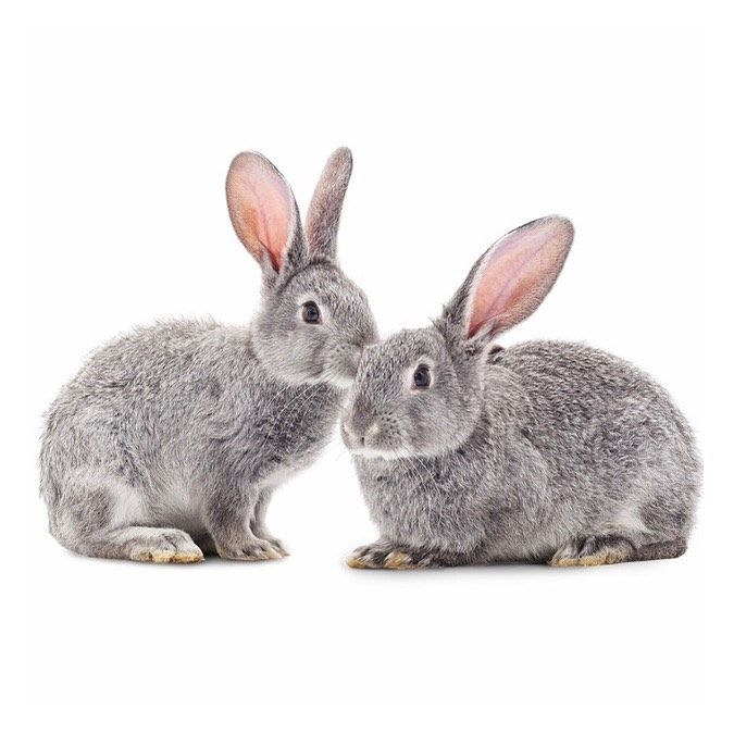 Кролик на белом фоне