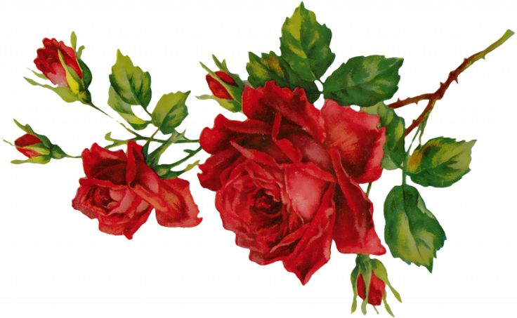 Цветы на прозрачном фоне