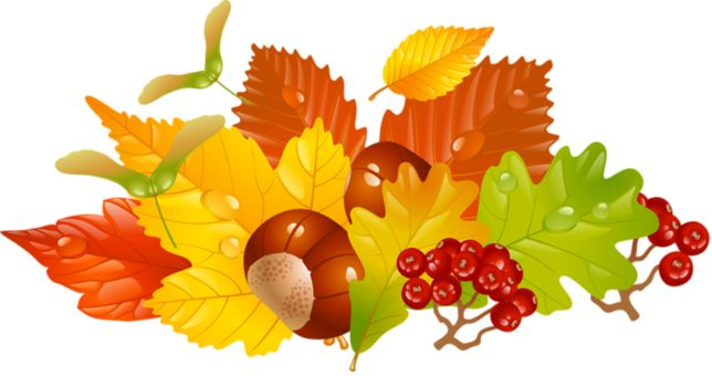 Осенние листья без фона