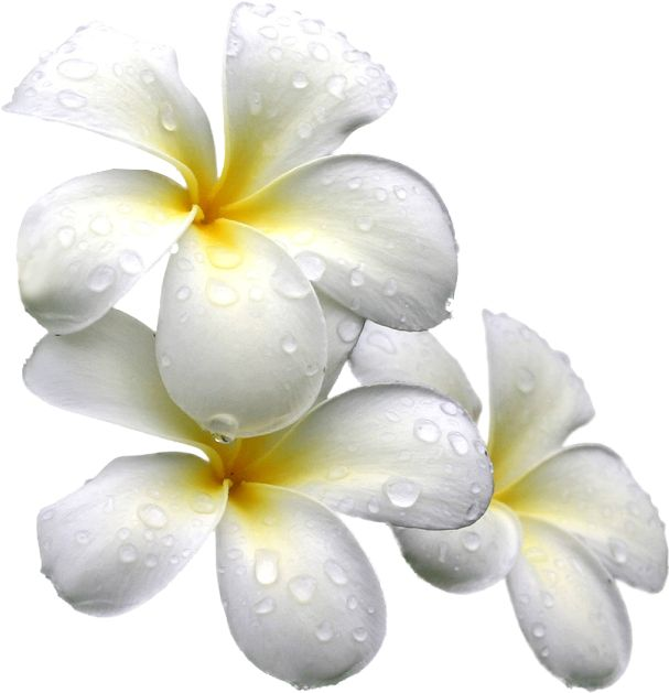 Цветы на прозрачном фоне