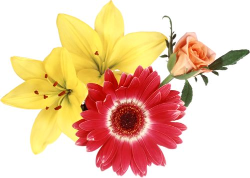 Цветы без фона