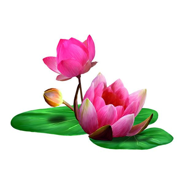 Цветы на прозрачном фоне