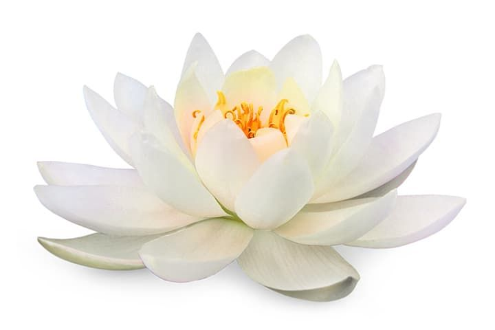 "Белый Лотос" (HBO/Max)