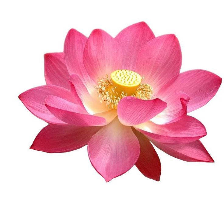 Лотос пятилепестковый