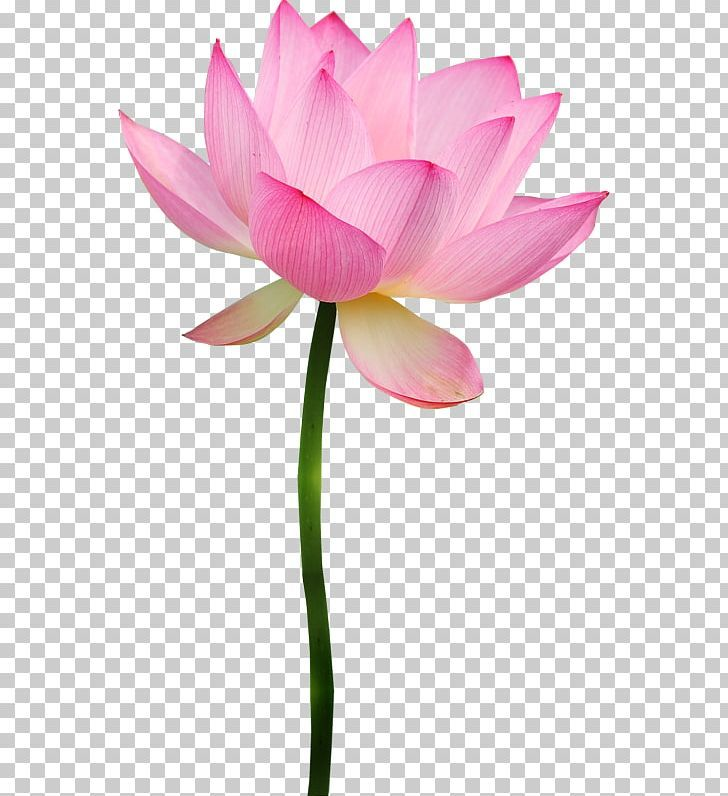 Лотос орехоносный вектор