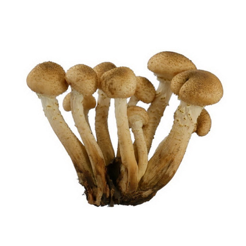 Опенок гриб на белом фоне для детей