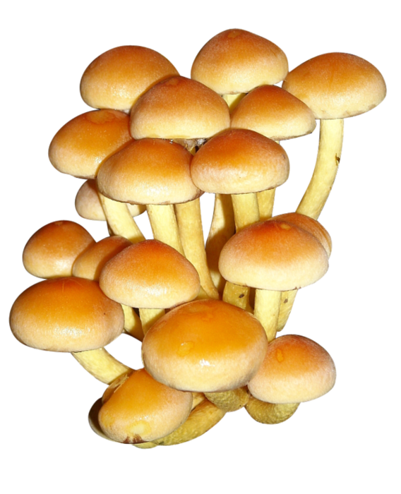 Ложные опята гриб рисунок