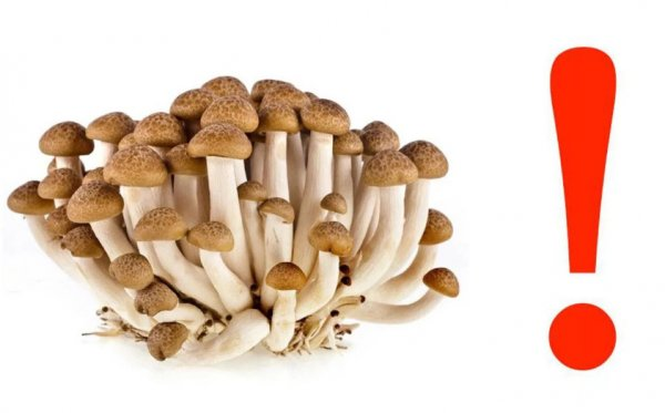 Опята грибы