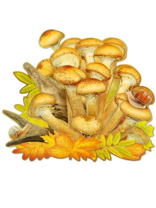 Опята на белом фоне