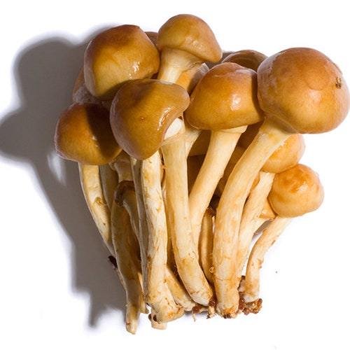 Ложноопёнок серно-жёлтый