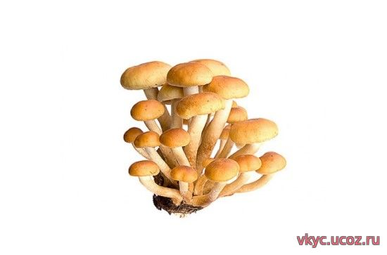 Карточки с грибами опёнок