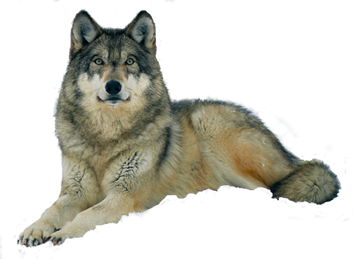 Волк на прозрачном фоне