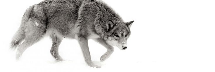 Волк на прозрачном фоне