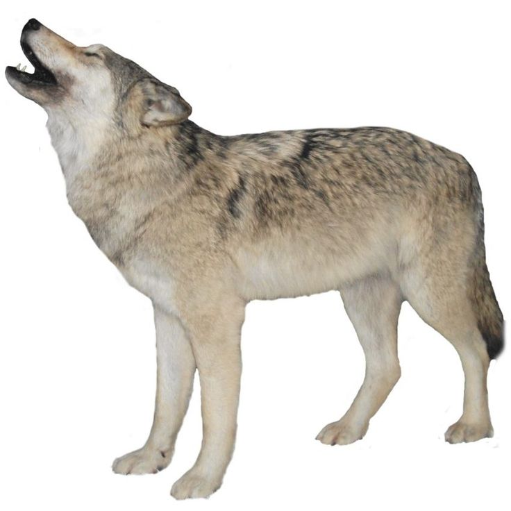 Волк на прозрачном фоне