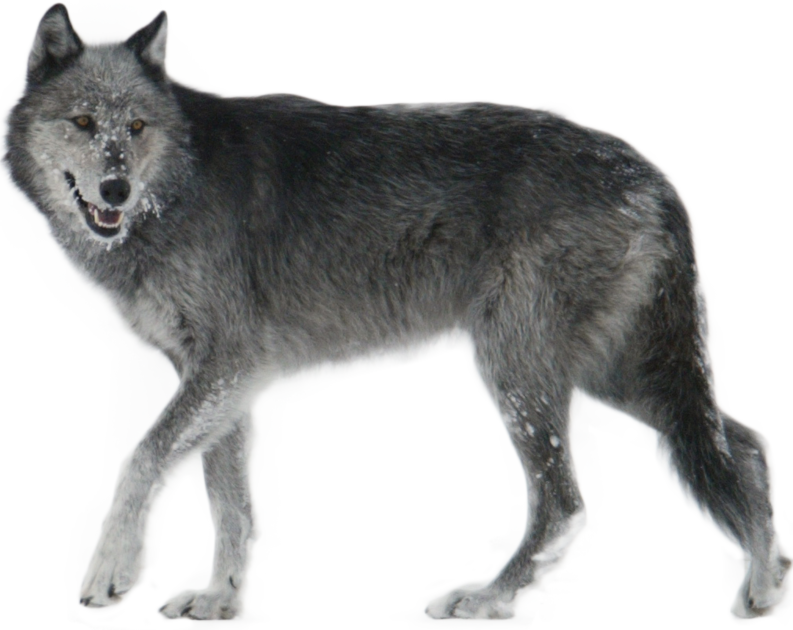 Волк на прозрачном фоне