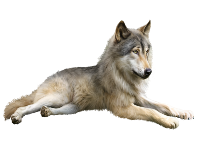 Волк на прозрачном фоне