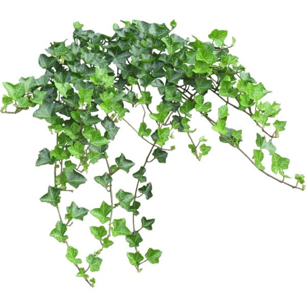 Плющ вечнозеленый (Hedera).