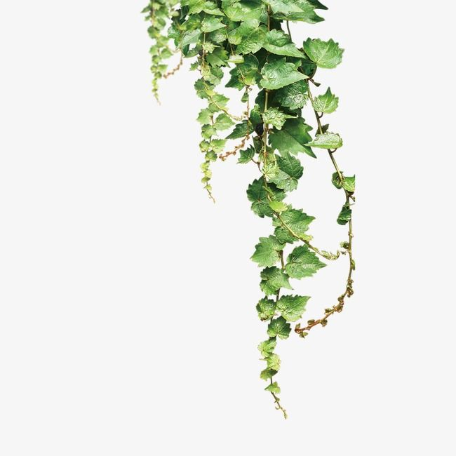 Ветка плюща