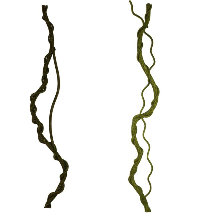 Лианы на прозрачном фоне