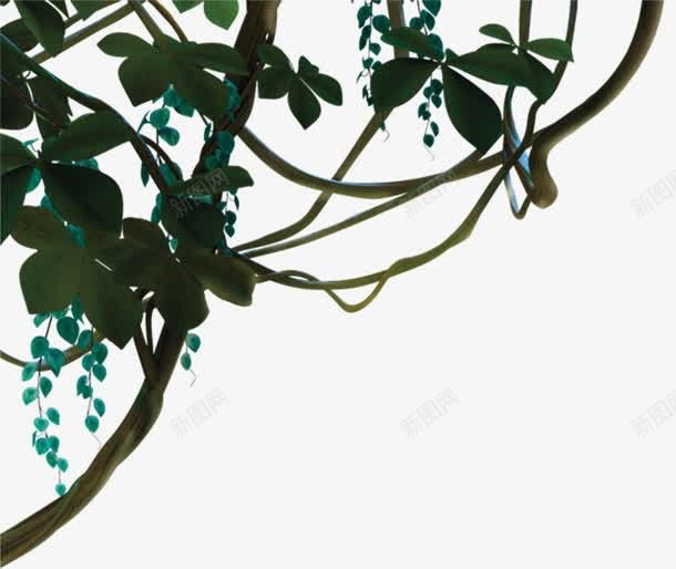 Ветка тропического дерева