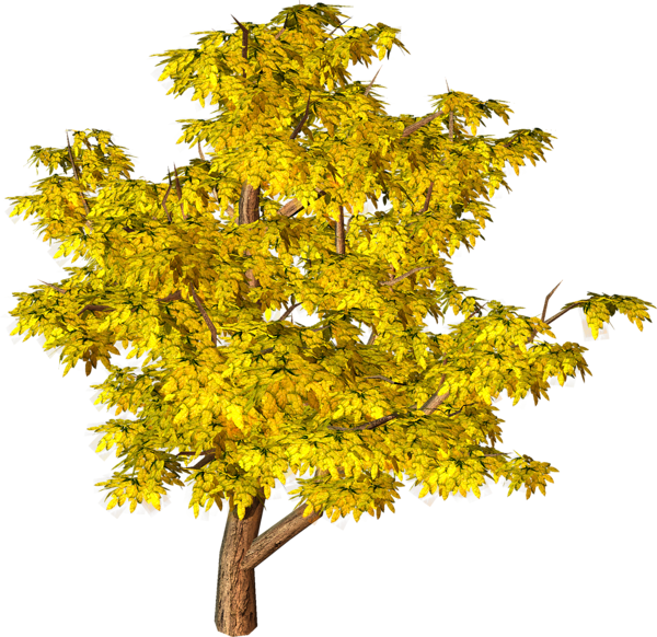 Дерево без фона