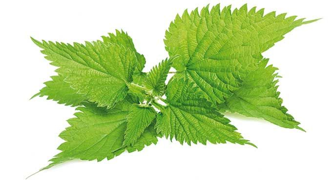 Крапива (Urtica dioica)