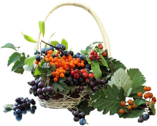Корзинка с рябиной