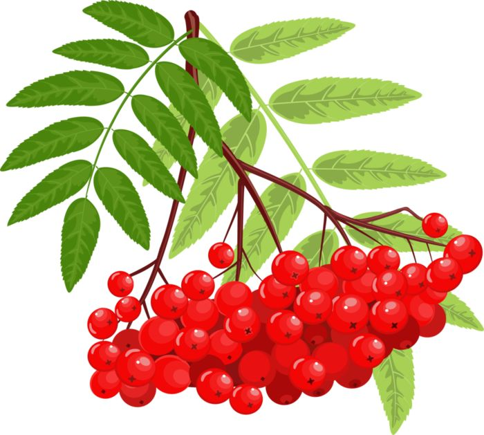 Кисть Рябинки гроздь Калинки