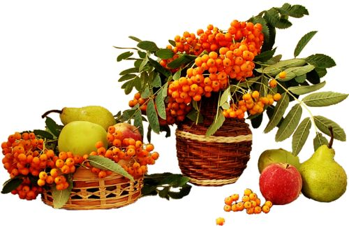 Осенние фрукты и ягоды