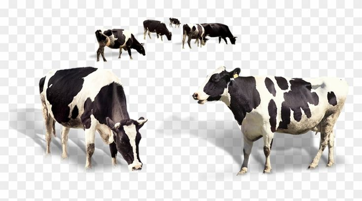 Животноводство на белом фоне