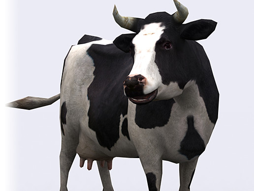 Корова на белом фоне