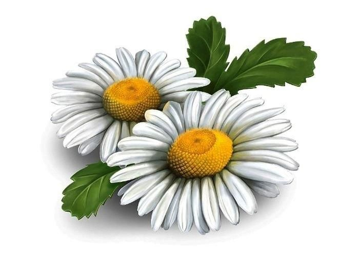 Ромашка на белом фоне