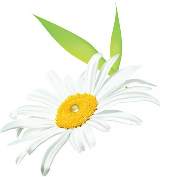 Ромашка рисунок на прозрачном фоне