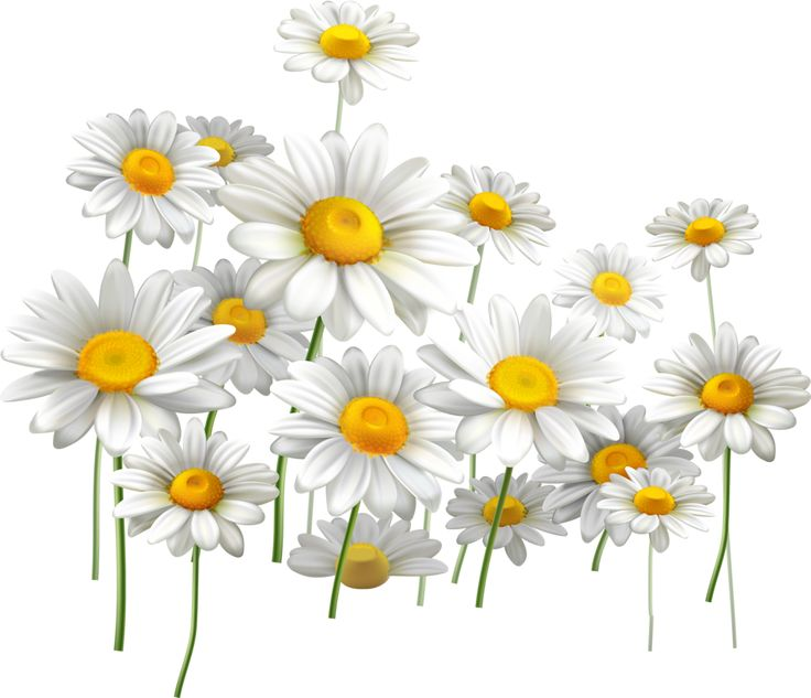 Ромашка рисунок на прозрачном фоне