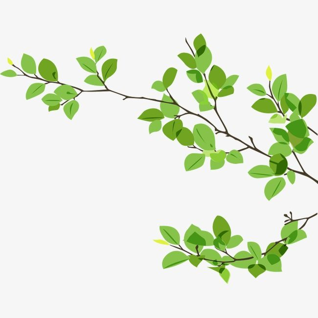 Ветка с листьями