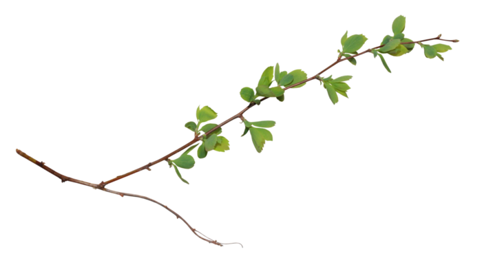 Зеленая ветка на прозрачном фоне