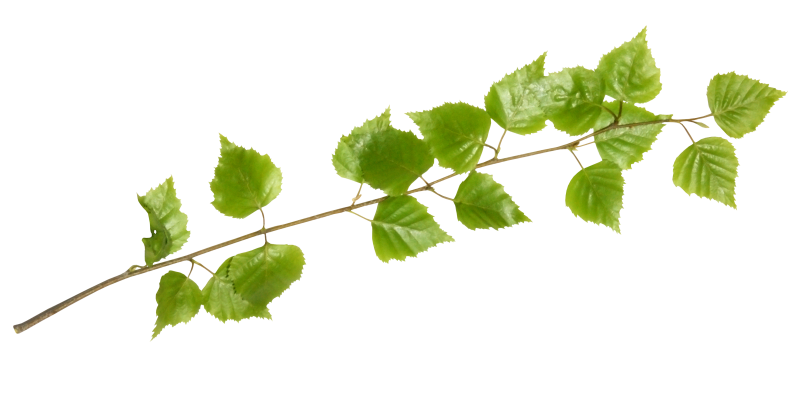 Ветка с листьями